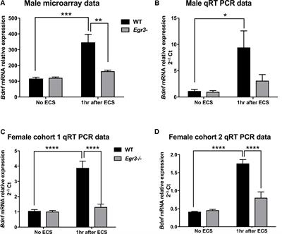 The Immediate Early Gene Egr3 Is Required for Hippocampal Induction of Bdnf by Electroconvulsive Stimulation